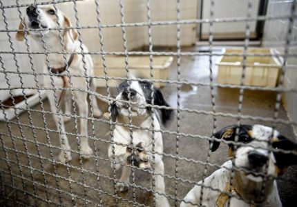 Câmara endurece penas para quem comete maus-tratos a animal doméstico