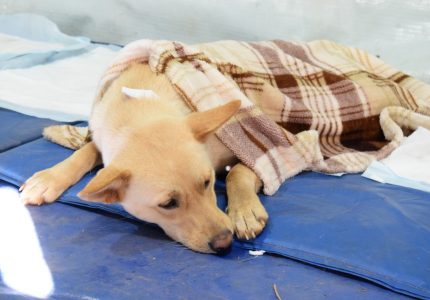 Canil Municipal inicia arrecadação de casinhas, cobertores e agasalhos para animais de rua